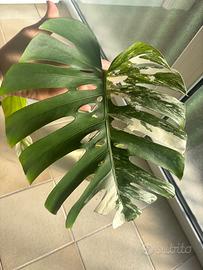 Monstera albo Variegata