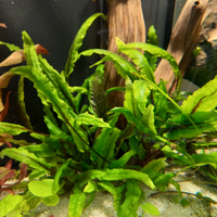 Cryptocoryne Lutea