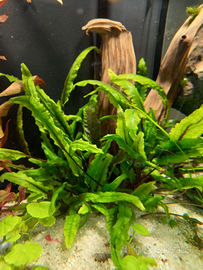 Cryptocoryne Lutea