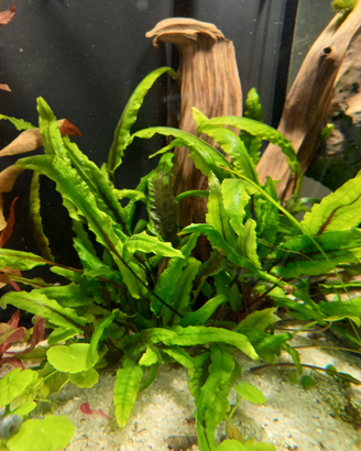 Cryptocoryne Lutea