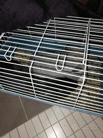 Conigli allevati a mano