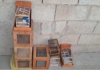 Gabbia Cardellino