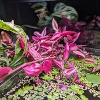 Tradescantia Zebrina - Potature da idrocultura