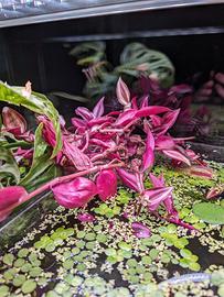 Tradescantia Zebrina - Potature da idrocultura