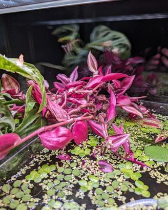 Tradescantia Zebrina - Potature da idrocultura