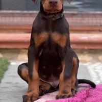 Cucciolo di dobermann