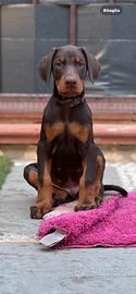 Cucciolo di dobermann