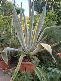 agave americana