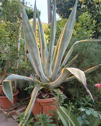 agave americana