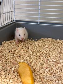 Criceto Dorato