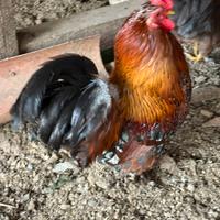 Galli razza cocincina