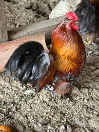 Galli razza cocincina