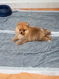 Cucciolo di Spitz