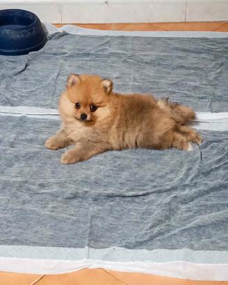Cucciolo di Spitz
