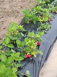 piante di fragole 