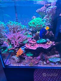Acquario marino