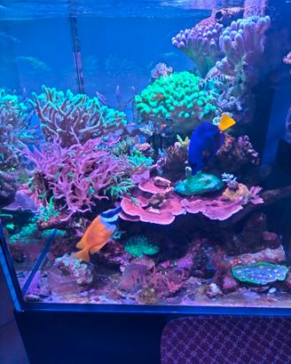 Acquario marino