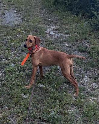 Segugio maremmano cinghiale