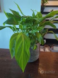 Piante da appartamento