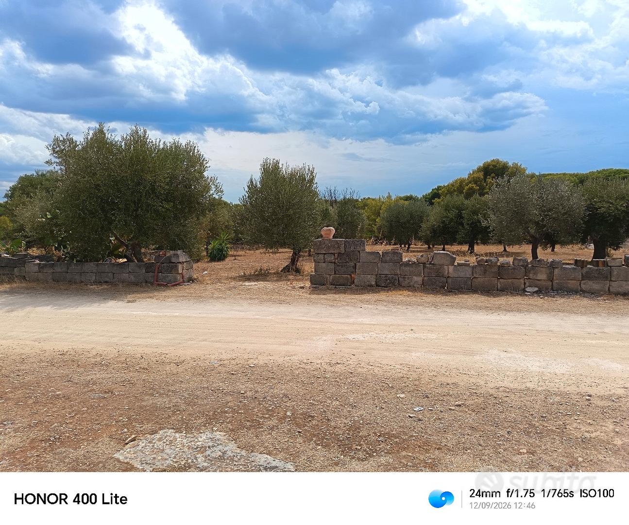 terreno con 25 alberi di ulivo - Vista 3