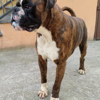 Boxer per accoppiamento