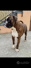 Boxer per accoppiamento
