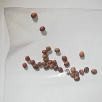 50 Semi selezionati Palma Washingtonia Robusta 