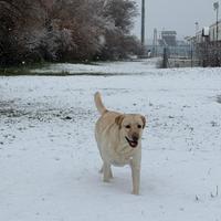 Labrador femmina adulta
