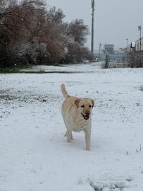 Labrador femmina adulta