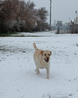 Labrador femmina adulta