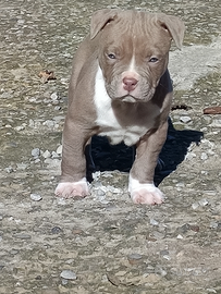 Cuccioli alta genealogia