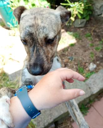 Maschio di Amstaff