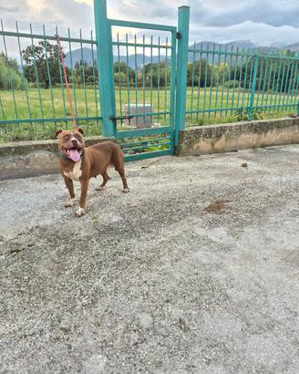 pitbull femmina 