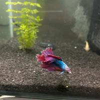 Betta