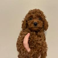 Cucciolo di barboncino red con pedigree enci