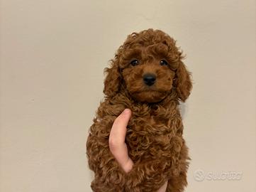 Cucciolo di barboncino red con pedigree enci