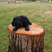Maschietti Cocker Spaniel neri