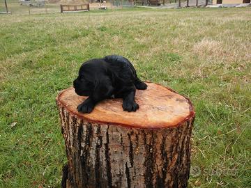Maschietti Cocker Spaniel neri