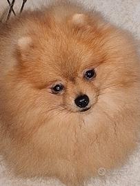 Pomerania