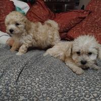 Cuccioli maltipoo mini toy