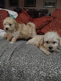 Cuccioli maltipoo mini toy