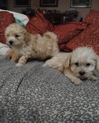 Cuccioli maltipoo mini toy