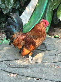 Gallo nano ornamentale