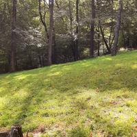  Grosse Piante di Ciliegio