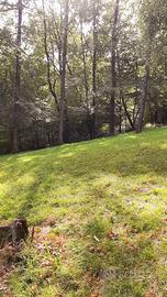  Grosse Piante di Ciliegio