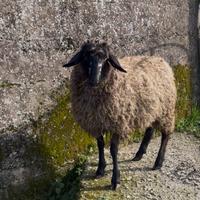 Pecora suffolk x lacuana