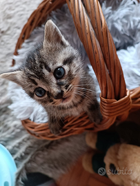 Gattino prenotabile