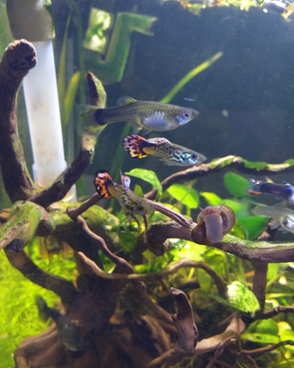 Pesci guppy, piante acquario e muschio