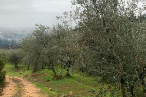 Oliveto e metato