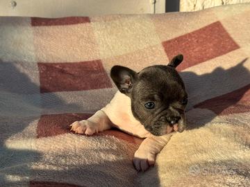 Cucciola bulldog francese calie blu